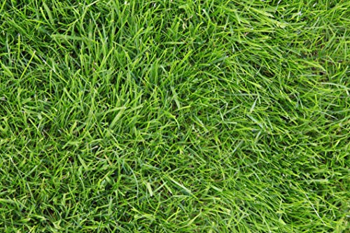 Kentucky 31 K31 Tall Fescue Grass Seed by Eretz - Choose Size! State Certified, No fillers, No Weed or Other Crop Seeds (3lbs)