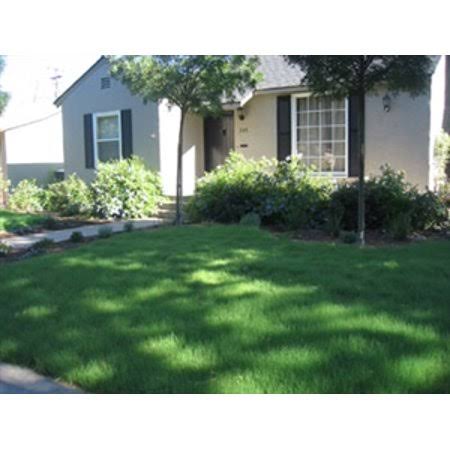 Buffalo Grass Seed - 15 lbs.