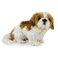 Hansa - Shih Tzu