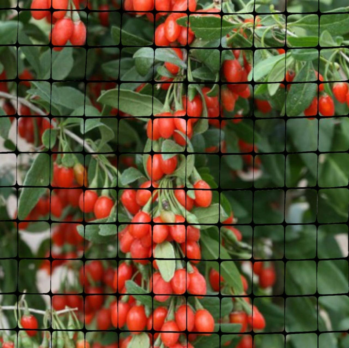 OldMacDonald Deer and Animal Fence Barrier Netting (55gr/sq m.) 7.5′ x 100′ (2.3m x 30m) (mesh 19x19mm)