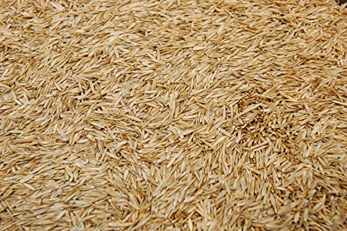 Kentucky 31 K31 Tall Fescue Grass Seed by Eretz - Choose Size! State Certified, No fillers, No Weed or Other Crop Seeds (3lbs)