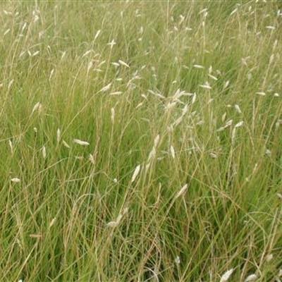 Buffalo Grass Seed - 15 lbs.