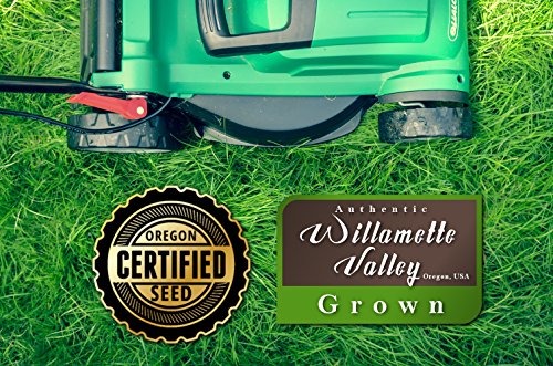 Kentucky 31 K31 Tall Fescue Grass Seed by Eretz - Choose Size! State Certified, No fillers, No Weed or Other Crop Seeds (3lbs)