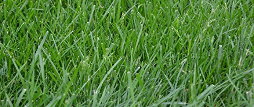 Kentucky 31 K31 Tall Fescue Grass Seed by Eretz - Choose Size! State Certified, No fillers, No Weed or Other Crop Seeds (3lbs)