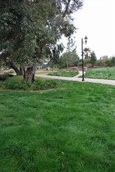 Eco-Lawn Grass Seed Blend Low Maintenance Lawn - 5lb Bag